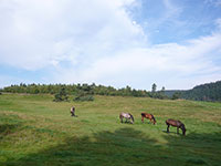 A proximité, des balades à cheval